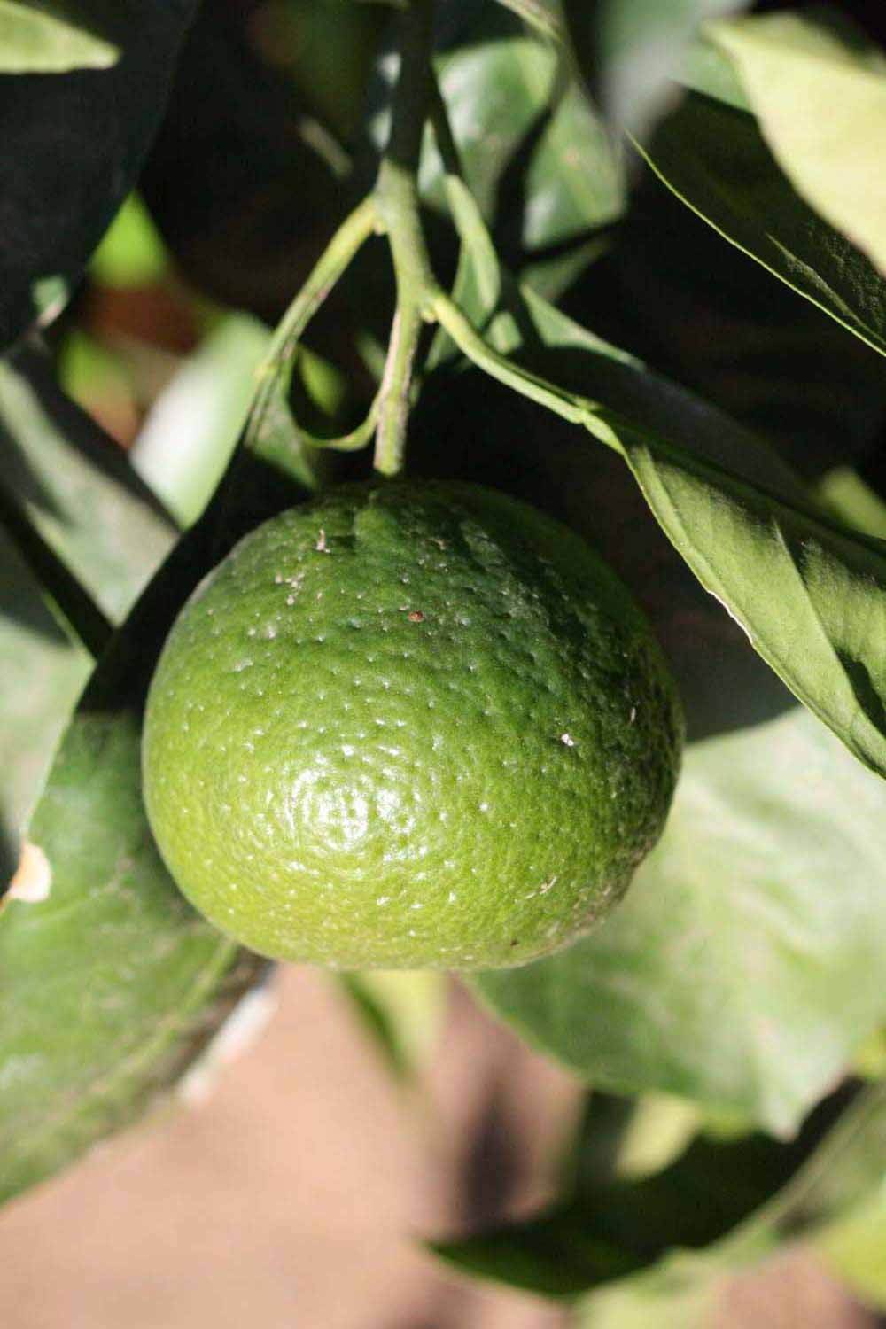            Immature fruit (Riverside, CA)   